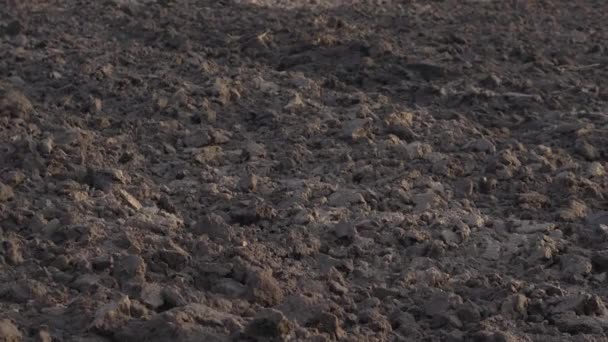 Plowed agricultural field for sowing. The process of preparing the soil before planting cereals, legumes, nightshade crops. Farming and food industry - Footage, Video