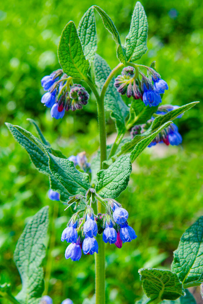 Comfrey (Symphytum officinale) květy používané v organické medicíně - Fotografie, Obrázek