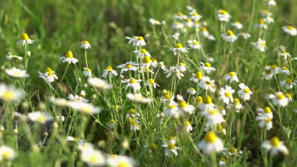 Floral background of white wild flowers. beautiful nature in summer - Séquence, vidéo
