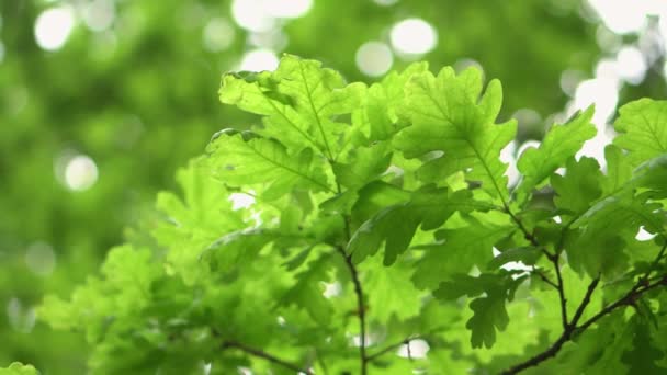 Groene eiken bladeren op een tak close-up. - Video