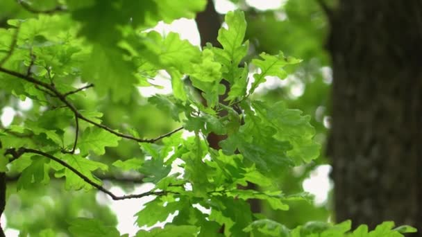Green oak leaves on a branch close-up. - Felvétel, videó