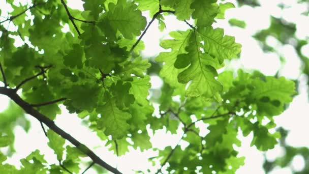 Groene eiken bladeren op een tak close-up. - Video