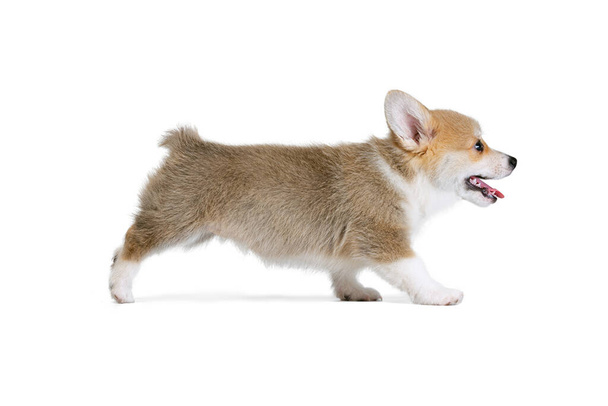Full-length portrait of cute puppy of Welsh corgi dog posing isolated on white studio background. Concept of motion, pets love, animal life. - Фото, зображення