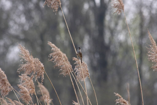 Blackcap sitting on the reed as a perch in a floodplain forrest singing - Photo, Image