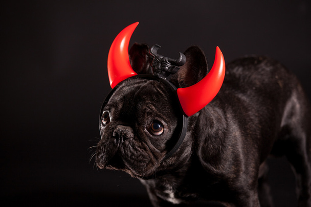 Franse bulldog met duivel hoorn - Foto, afbeelding