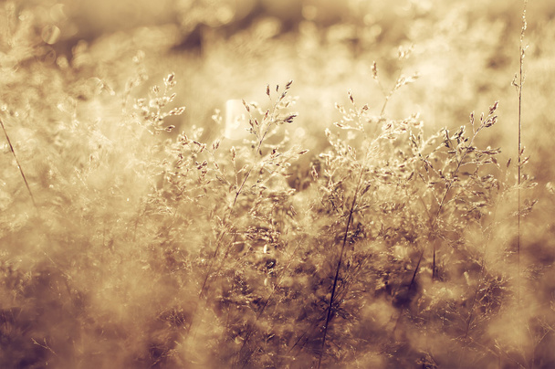 ranní rosa a mráz na strom brach, přírodní zimní pozadí - Fotografie, Obrázek