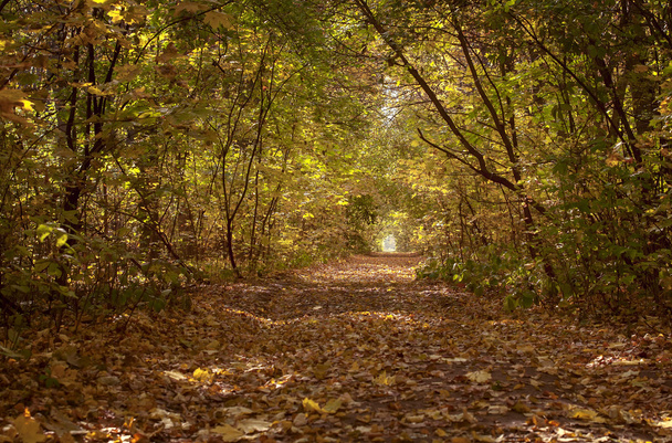 belle allée d'arbres en forêt, fond naturel d'automne
 - Photo, image