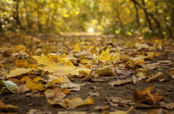 fallin colorful leaves on the ground, natural autumn background - Foto, immagini