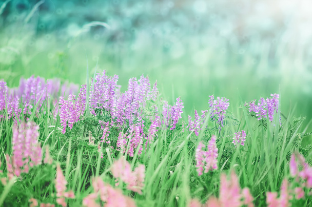 přírodní pozadí s krásnou letní květy s rozostřením pozadí - Fotografie, Obrázek
