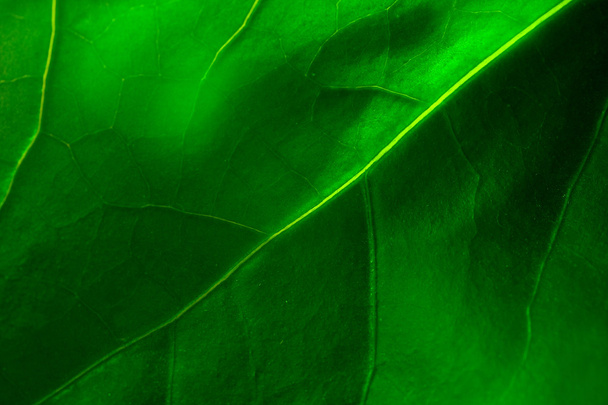 zelený list - Fotografie, Obrázek