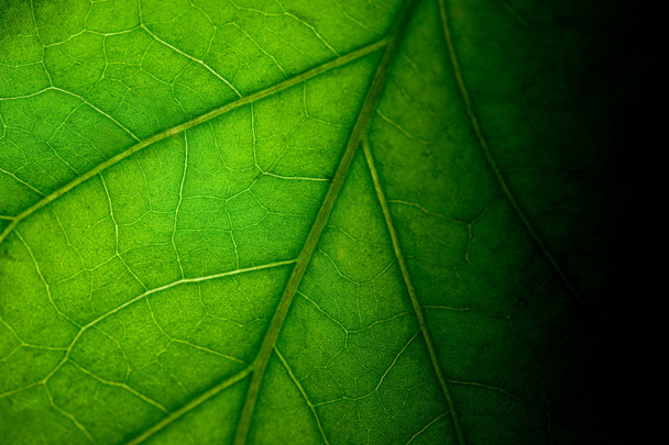 yaprak yeşil - Fotoğraf, Görsel