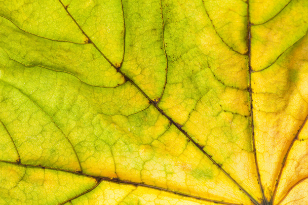background of dry single maple  leaf  - Foto, afbeelding