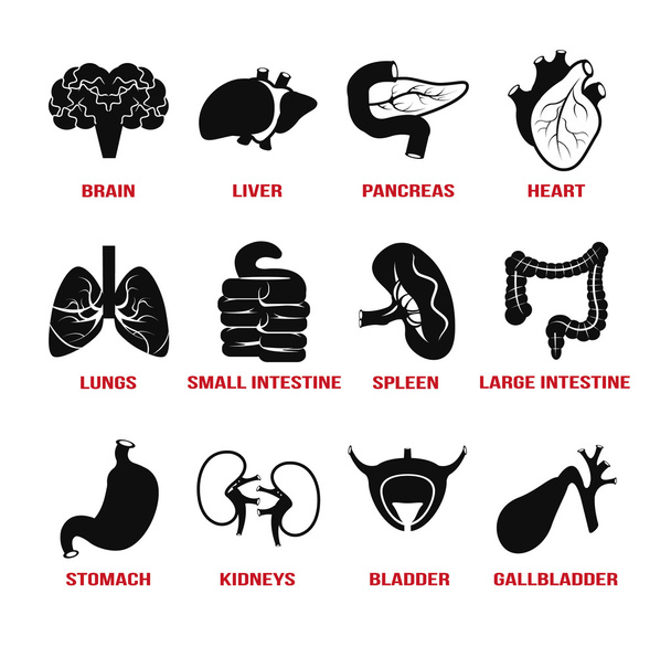 Vector internal human organs icons set - Vector, Image