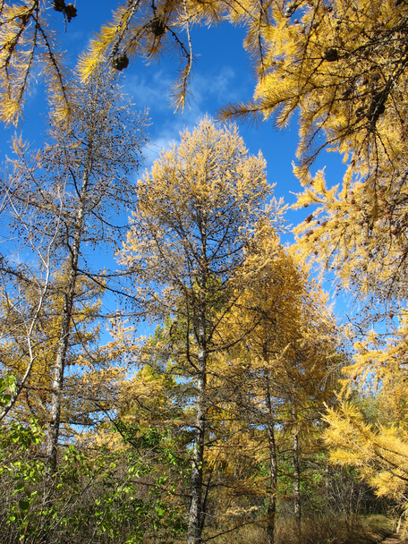 Autumn. Gold larch tops against blue sky - Foto, imagen