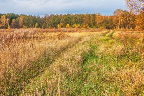 Sunny autumnal field - Φωτογραφία, εικόνα