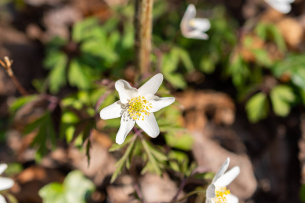 Schaan, Liechtenstein, April 4, 2022 Little white Anemone Sylvestris or Snowdrop flower in a forest in spring time - Photo, Image