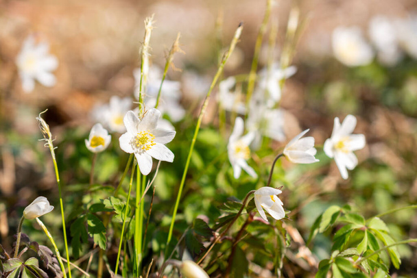Schaan, Liechtenstein, April 4, 2022 Little white Anemone Sylvestris or Snowdrop flower in a forest in spring time - Photo, Image