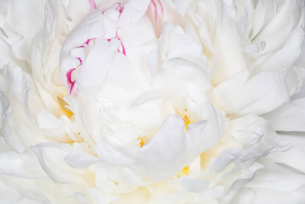 close up of white peony blossoming with purple edging - Foto, Imagen