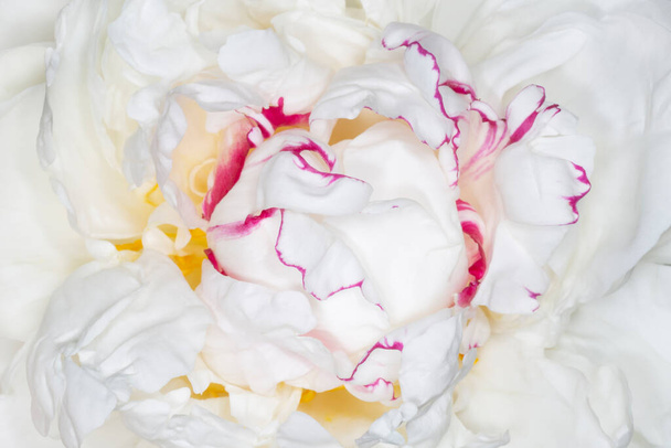 close up of white peony flower with purple edging - Фото, зображення