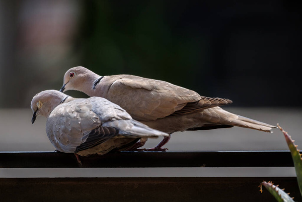 couple of doves during courtship pigeon bird - Foto, immagini