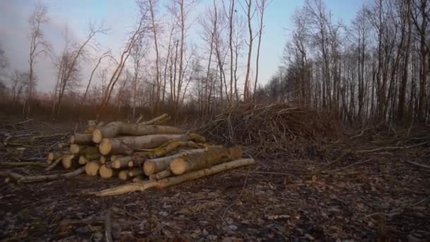 Cut spring forest in heavy fog. Industrial procurement of firewood. terrible environmental disaster is the pollution of the world. Eco theme. - Video
