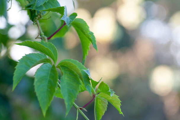 friss zöld levelek tavasszal és bokeh háttér - Fotó, kép