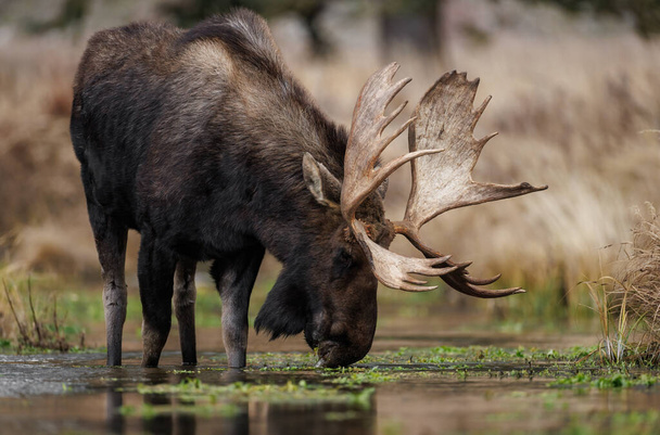 Moose v národním parku Grand Teton, Wyoming - Fotografie, Obrázek