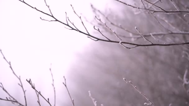 Krásné větvičky rostlin v chrastítku na pozadí husté mlhy. Zásoby pozadí pro vaše video. Jarní podzimní smutná atmosféra - Záběry, video