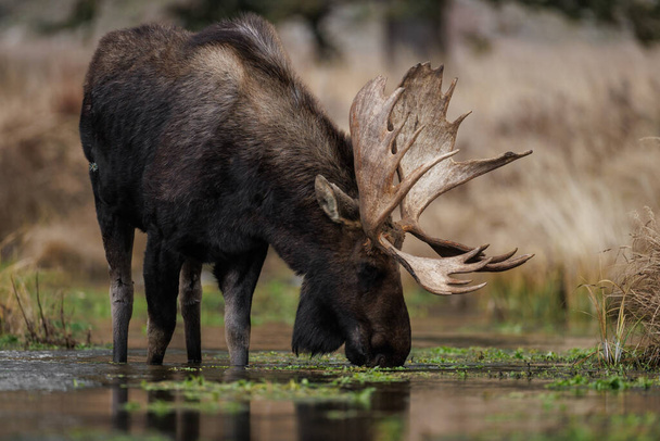 Moose a Grand Teton Nemzeti Parkban, Wyomingban - Fotó, kép