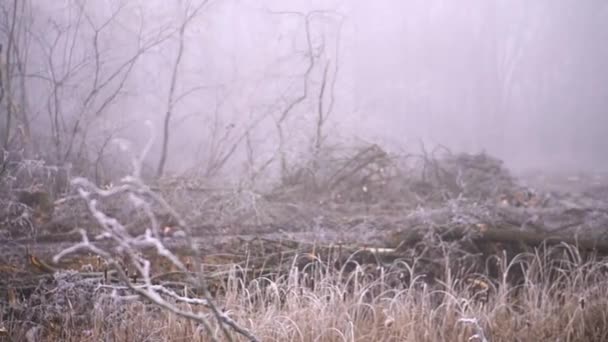 Cut spring forest in heavy fog. Industrial procurement of firewood. terrible environmental disaster is the pollution of the world. Eco theme. - Séquence, vidéo