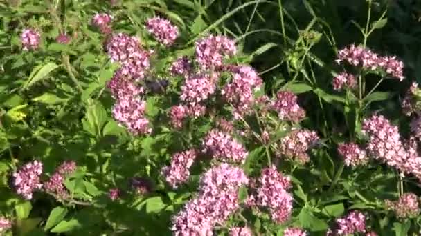 Oregano wild marjoram medical flowers herbs - Footage, Video