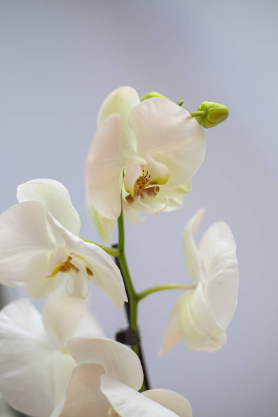 Beautiful tropical orchid flower. isolated white orchid flower. white background. Space for text - 写真・画像