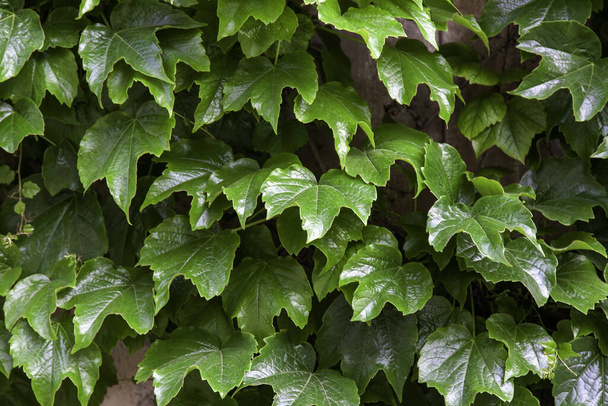Detail of wall decorated with green leaves - Zdjęcie, obraz