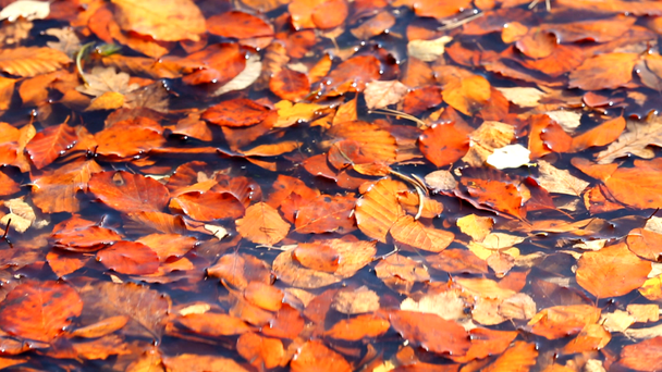 Autumn odchodzi kołysząc się na wodzie - Materiał filmowy, wideo