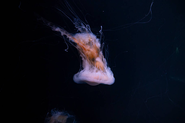 Chrysaora achlyos colorata ή μωβ-ριγέ μέδουσες ζει στο νερό της ακτής της Καλιφόρνια από κοντά - Φωτογραφία, εικόνα