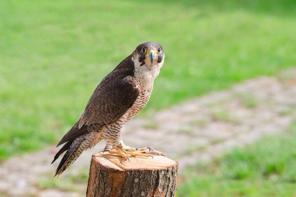 Tamed and trained fastest bird predator falcon or hawk - Photo, Image
