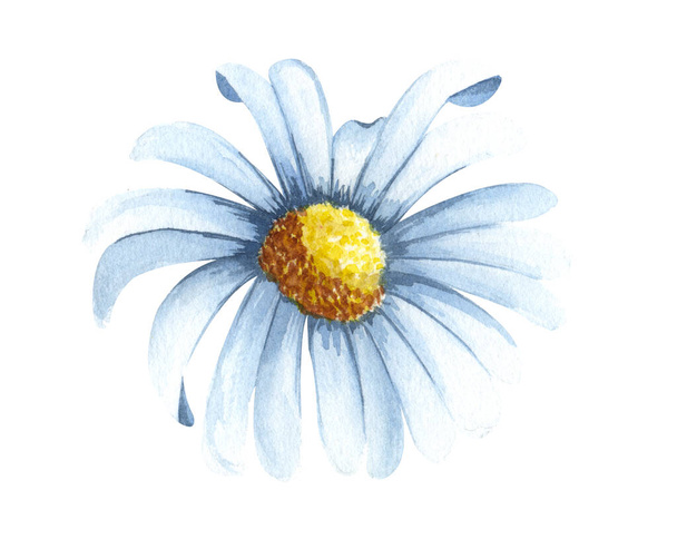 Watercolor chamomile flower isolated on white background. Hand drawn wildflower with white petals anf green leaves. top view - Photo, Image