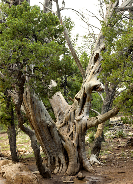 Ancient Bristlecone Pine - Photo, Image