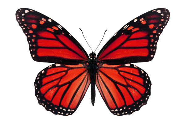 Mariposa roja
 - Foto, imagen