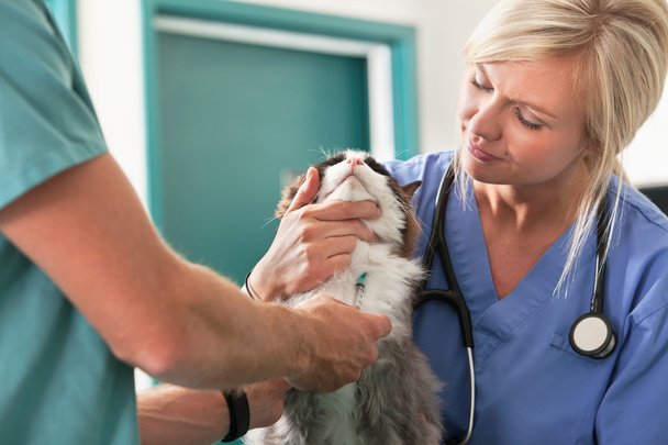 Veterinarian giving injection to a cat - Foto, Imagen