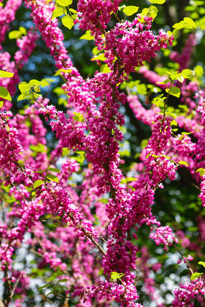 ヨーロッパの杉、またはユダの木、またはヨーロッパの緋色。Cercis silquastrumのピンク色の花のクローズアップ。Cercisは木や低木、マメ科またはFabaceaeのCercis属の種です。. - 写真・画像