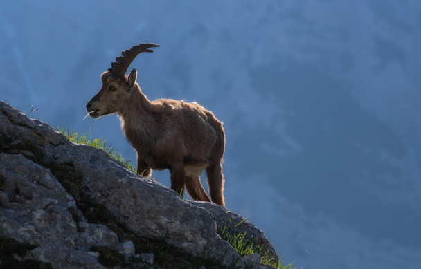 Alpine ibex in the mountains in the morning in the Julian Alps - Fotografie, Obrázek
