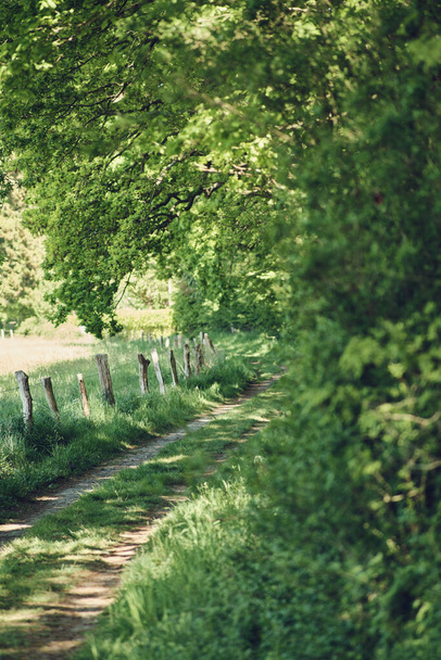 Small path through green nature - Valokuva, kuva