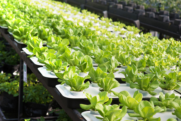 Lettuce farm - Photo, Image