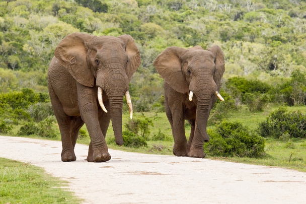 dwa duże słonie - Zdjęcie, obraz