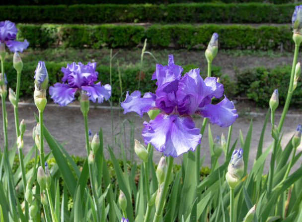 青の規格を持つひげそりの虹彩品種の花、青は紫色の中心と淡い縁と紫色のひげで落ちます. - 写真・画像