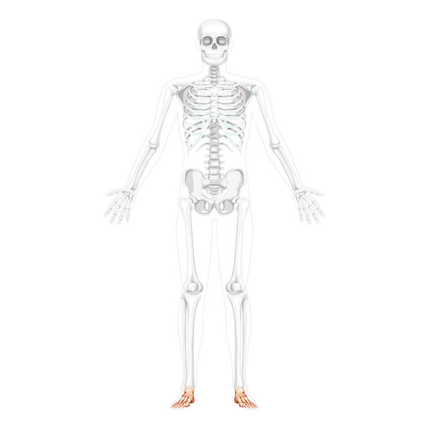 Pé de esqueleto e osso do tornozelo Visão frontal humana com postura aberta de dois braços com posição de ossos parcialmente transparente 3D realista - Vetor, Imagem