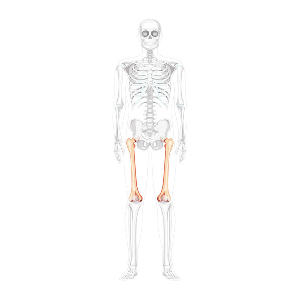 Esqueleto fémur fémur hueso Frente humano Vista ventral anterior con posición ósea parcialmente transparente. Conjunto de 3D plana - Vector, Imagen