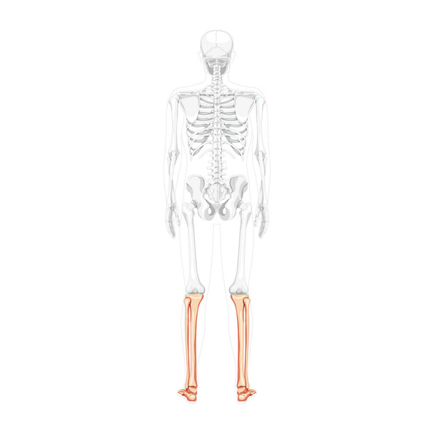 Esqueleto pierna tibia, peroné, pie, tobillo Espalda humana Vista dorsal posterior con posición ósea transparente. Anatómicamente - Vector, Imagen