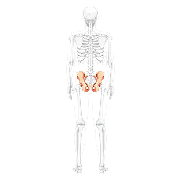 Skelett Becken Hüftknochen Menschlicher Rücken Rückenansicht mit teilweise transparenter Position der Knochen. Realistisch flach natürlich - Vektor, Bild